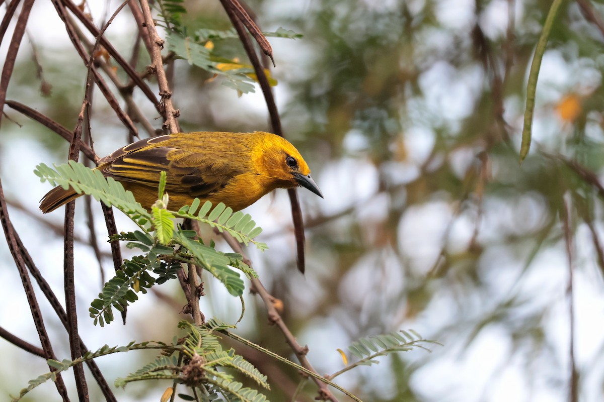 Slender-billed Weaver - ML644861118