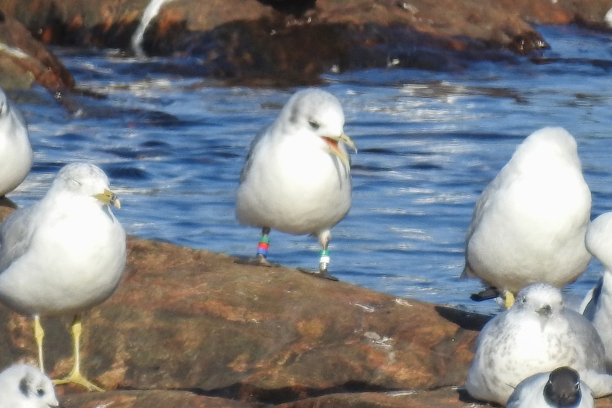 Kara Ayaklı Martı - ML644861120