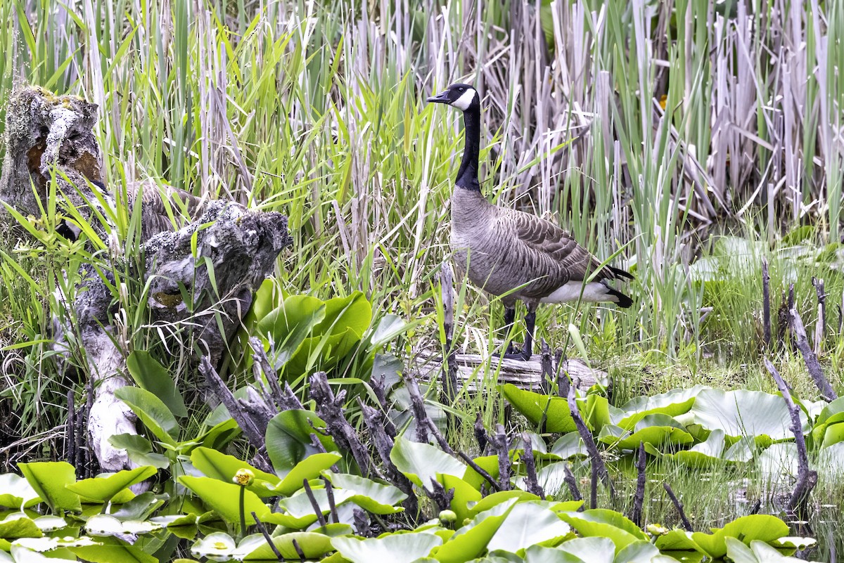 Canada Goose - ML644861122
