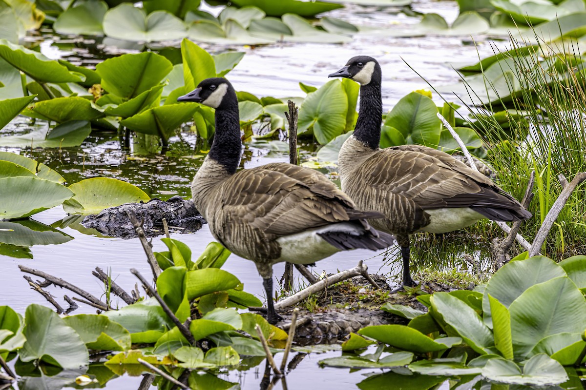 Canada Goose - ML644861124