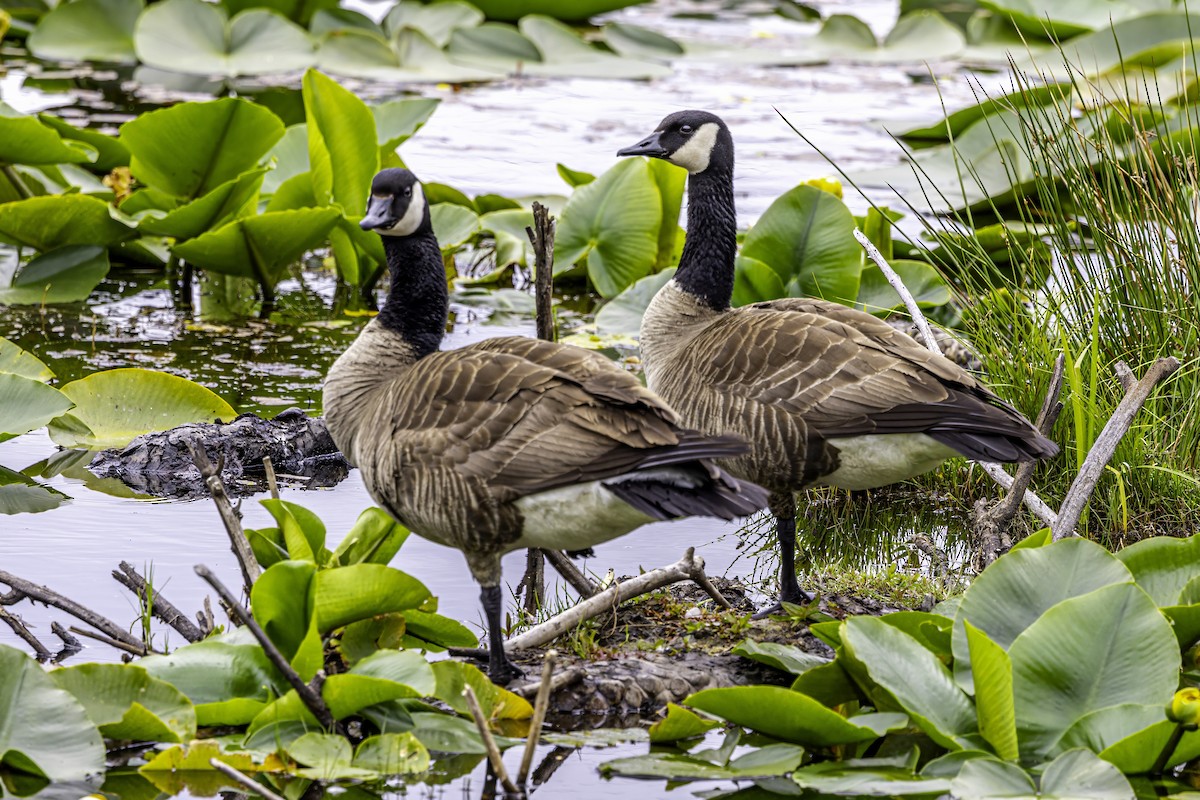 Canada Goose - ML644861129