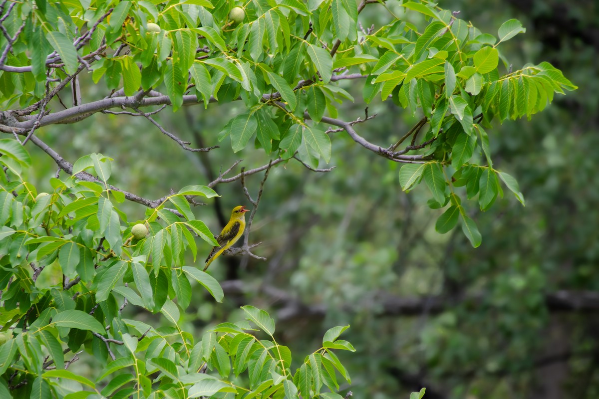 Oropéndola Europea - ML644861142