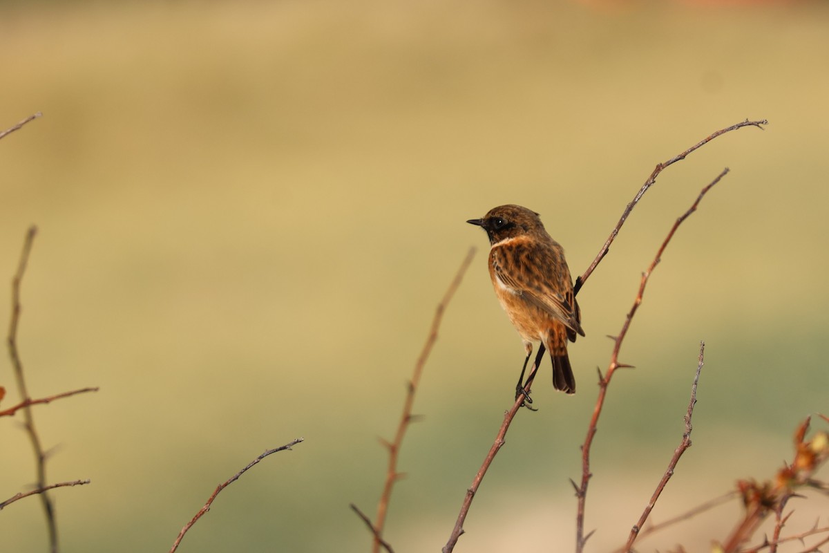 European Stonechat - ML644861144
