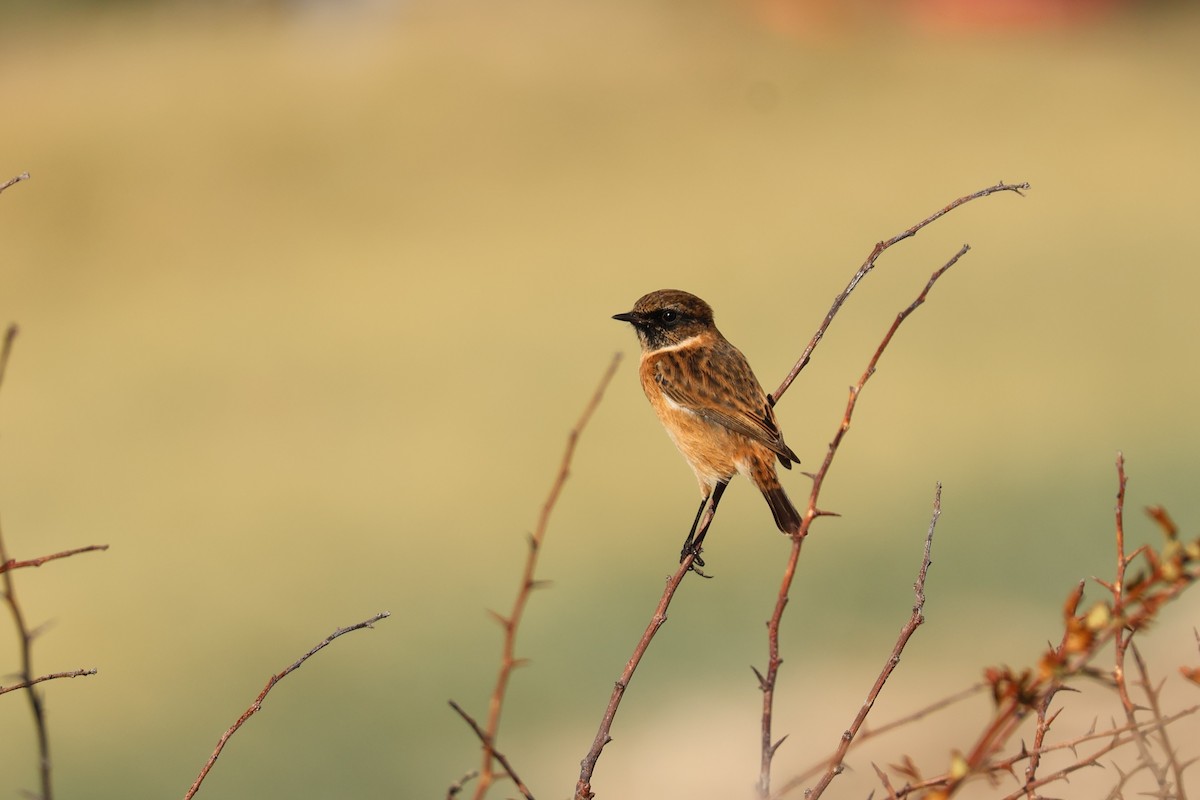 European Stonechat - ML644861145