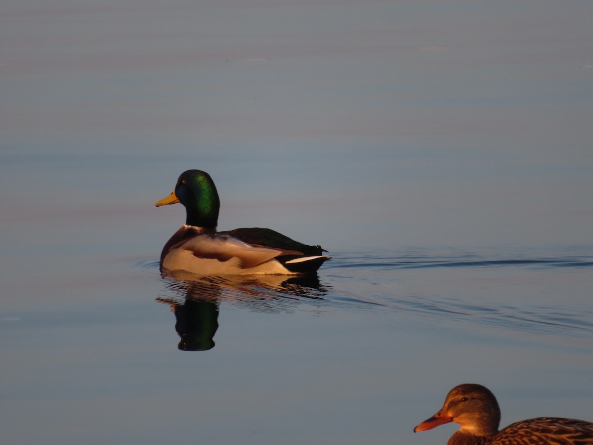 Mallard - ML644861155