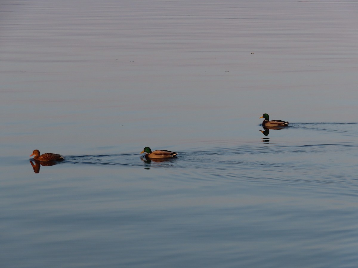 Mallard - ML644861156