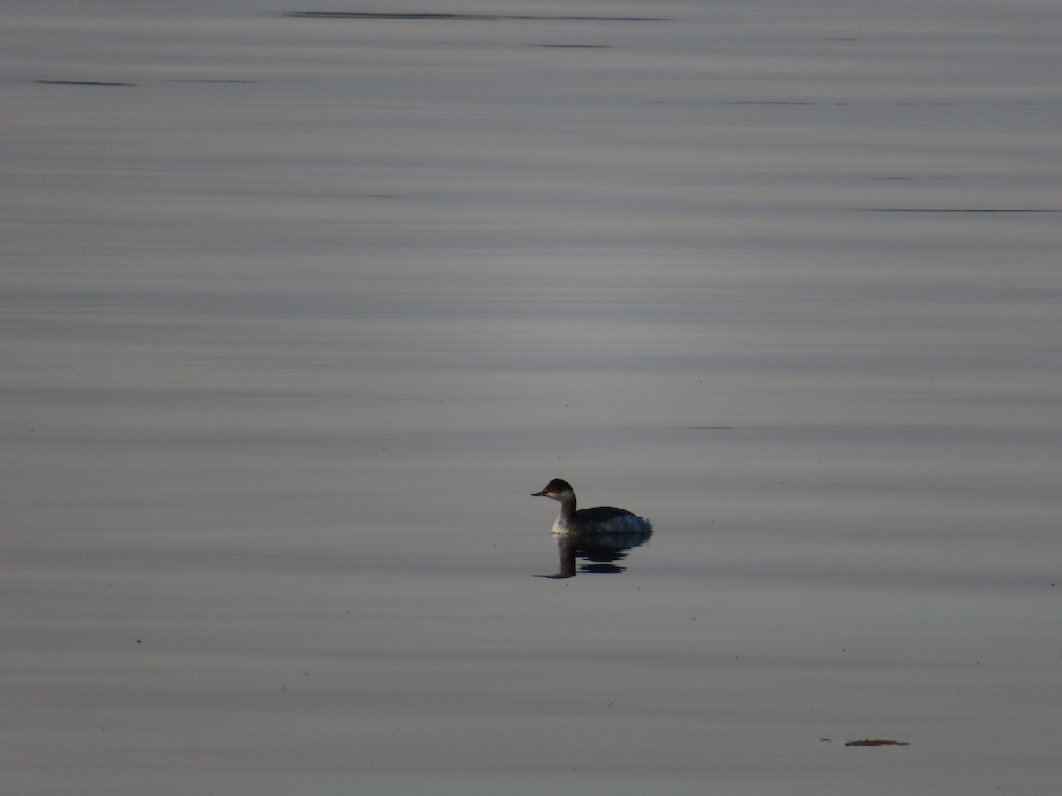 Eared Grebe - ML644861180