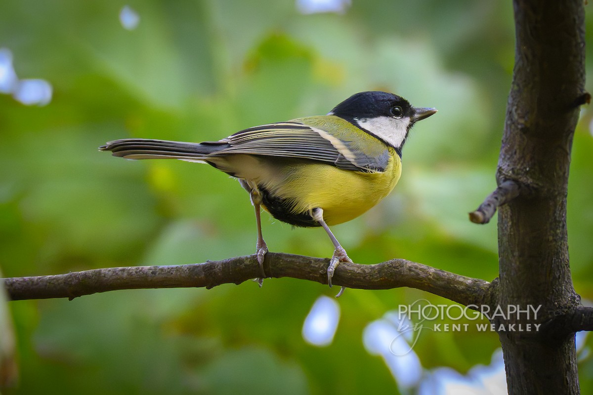 Great Tit (Great) - ML644861184