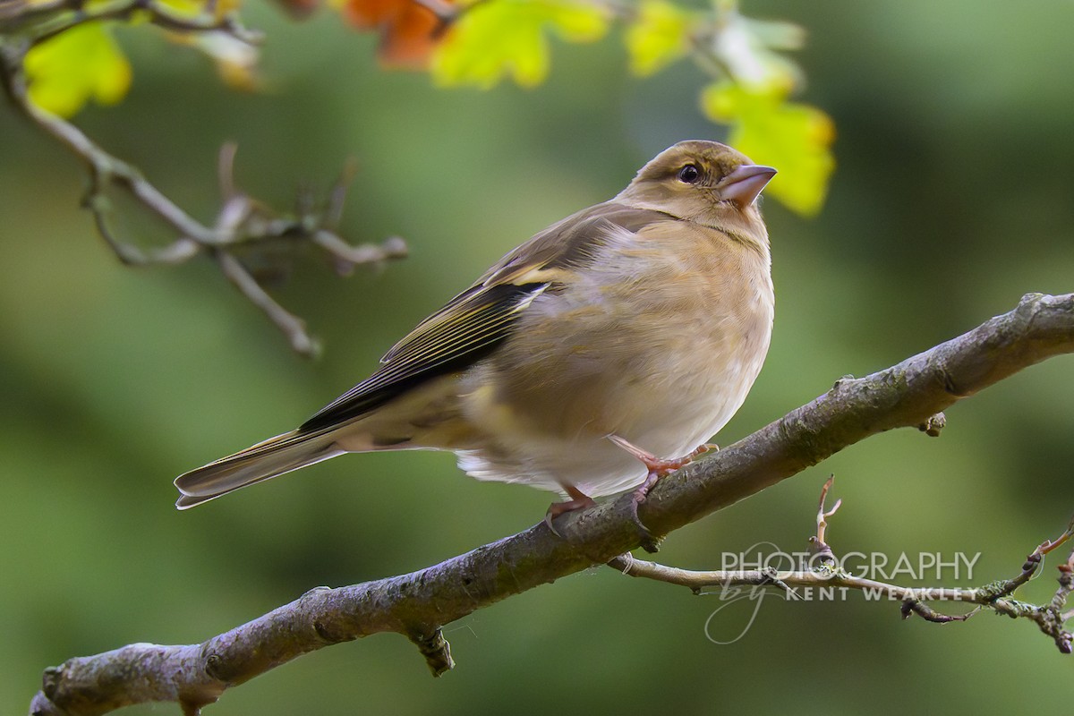 Common Chaffinch - ML644861199