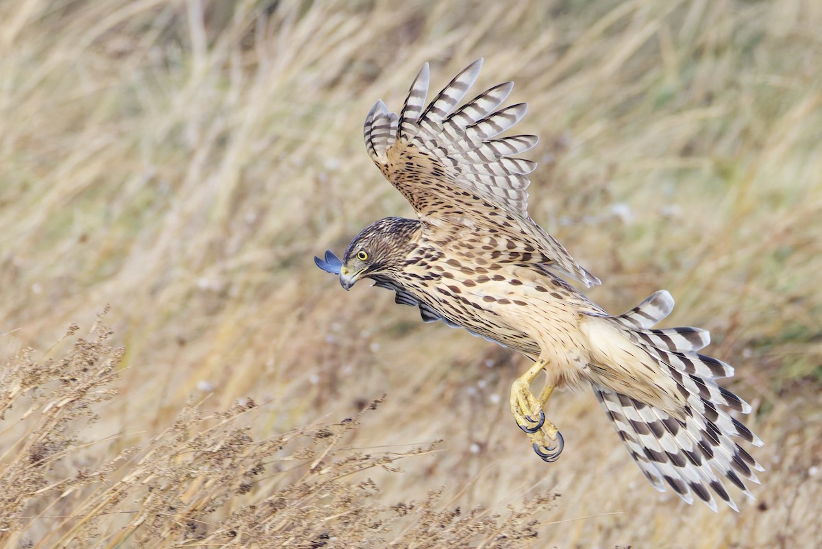 Eurasian Goshawk - ML644861205