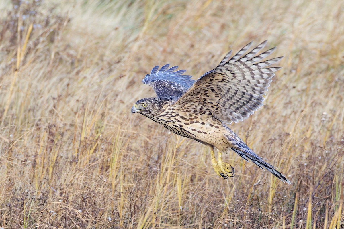 Eurasian Goshawk - ML644861206
