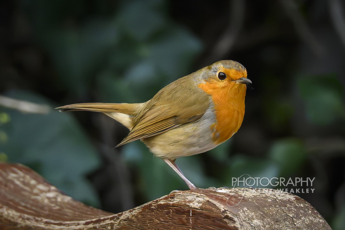 European Robin - ML644861207