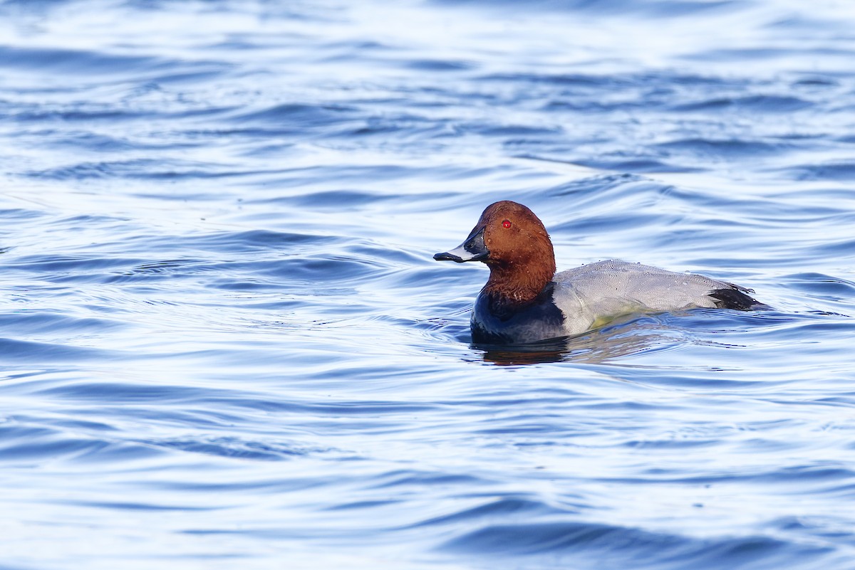 Common Pochard - ML644861211