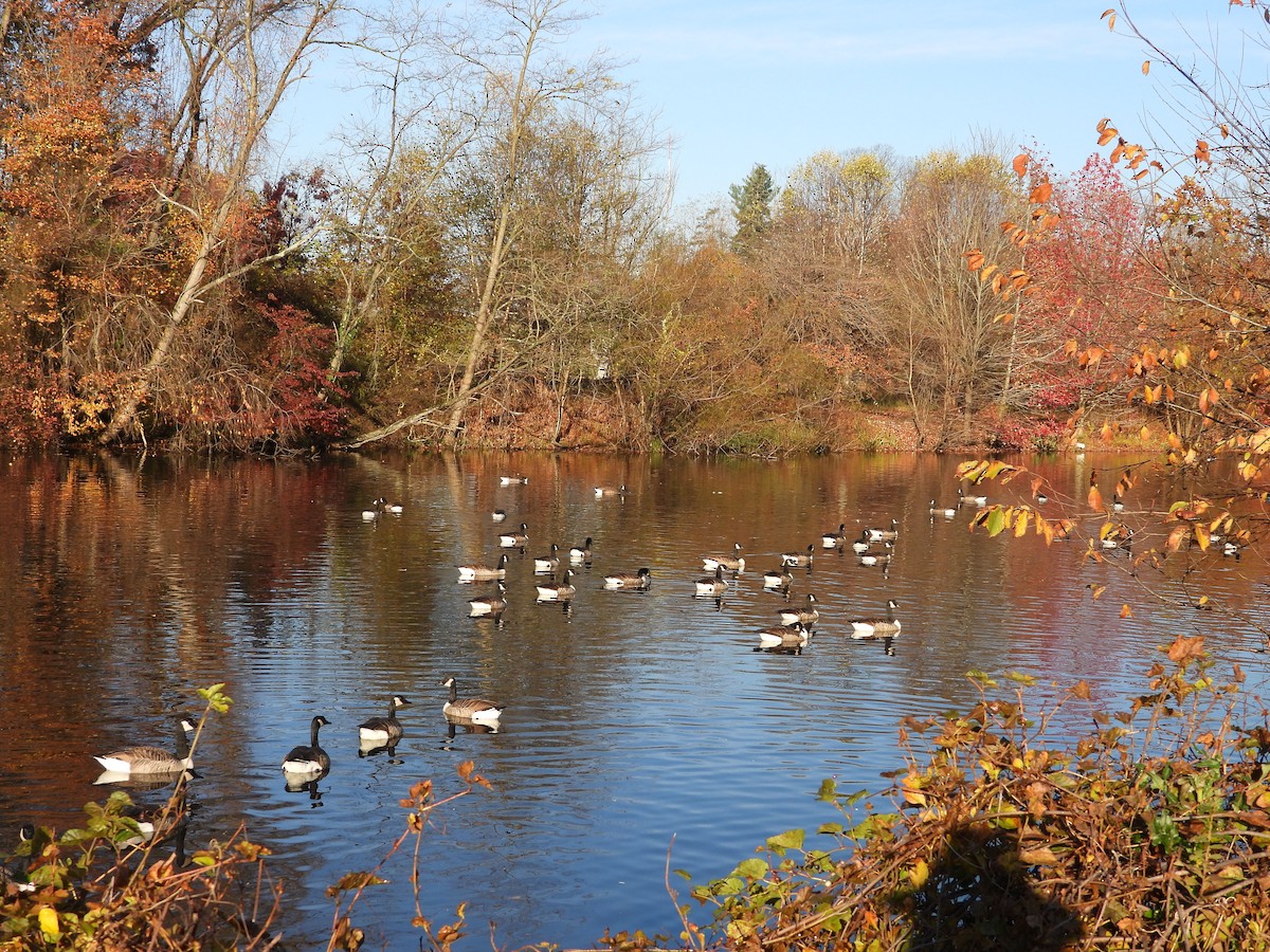 Canada Goose - ML644861216