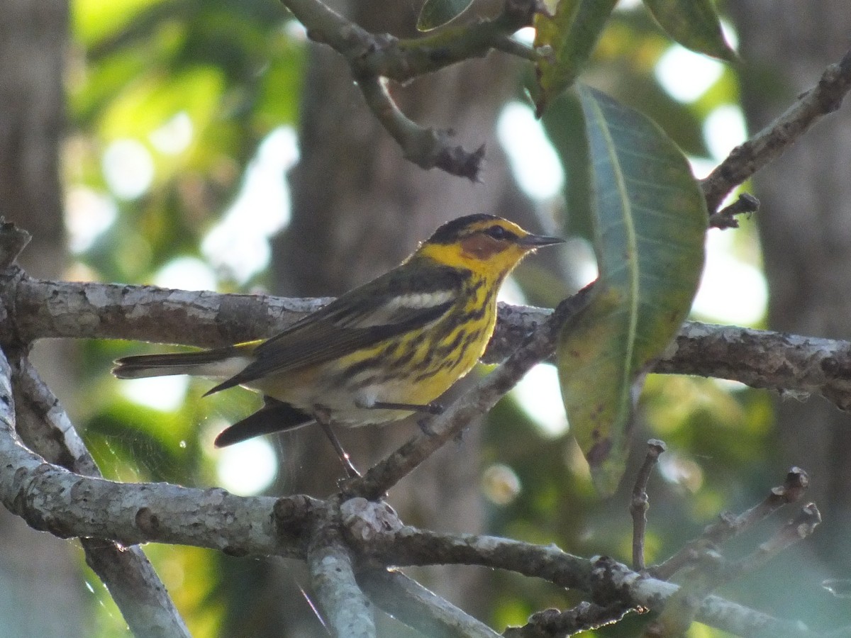 Cape May Warbler - ML644861242
