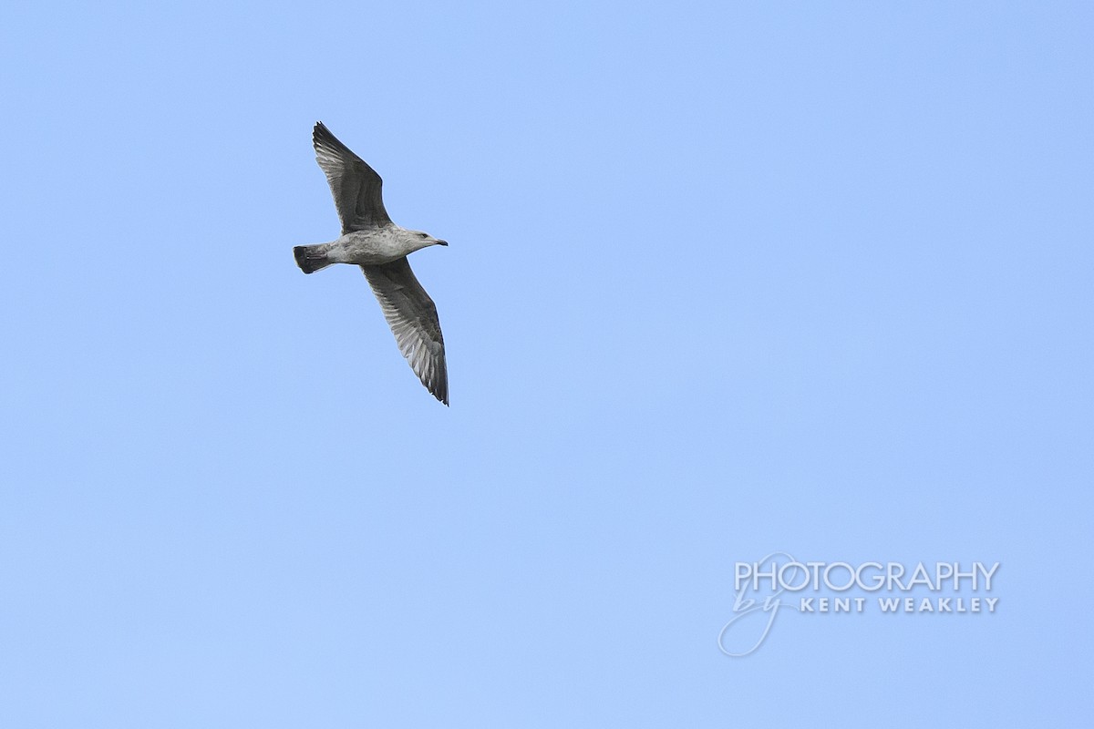 European Herring Gull - ML644861244
