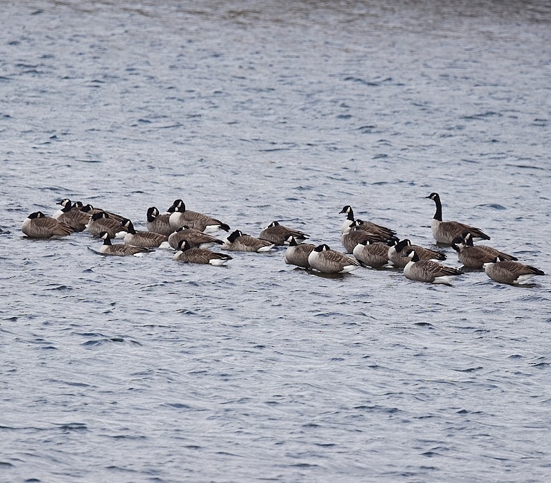 Canada Goose - ML644861250