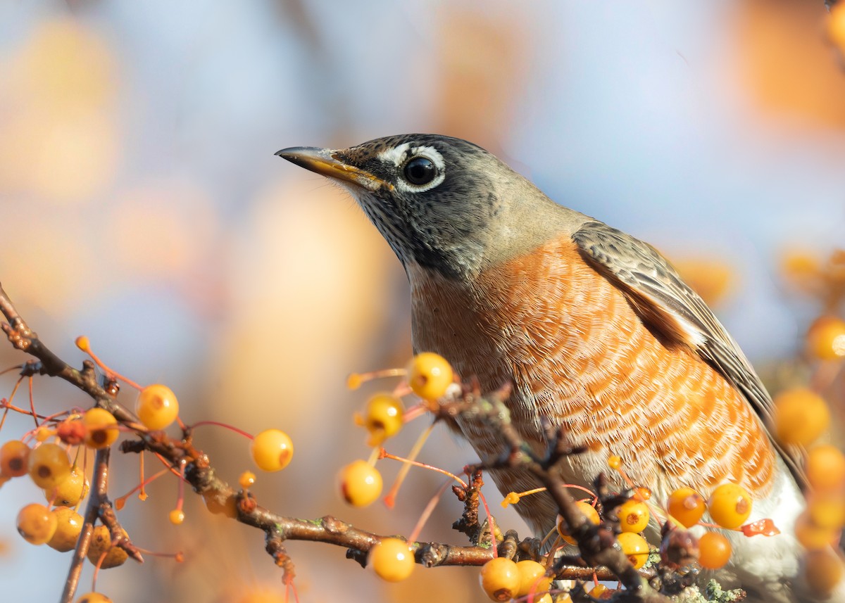 American Robin - ML644861253