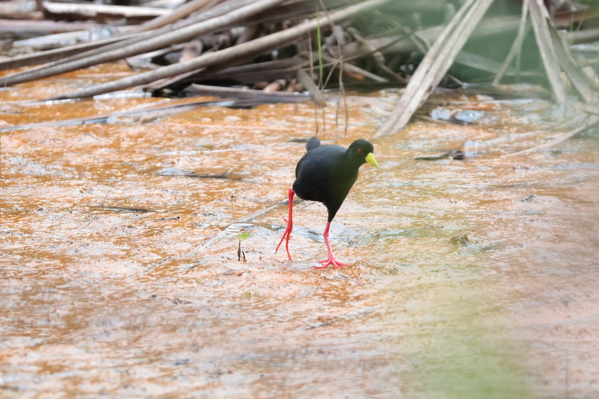 svartrikse - ML644861258