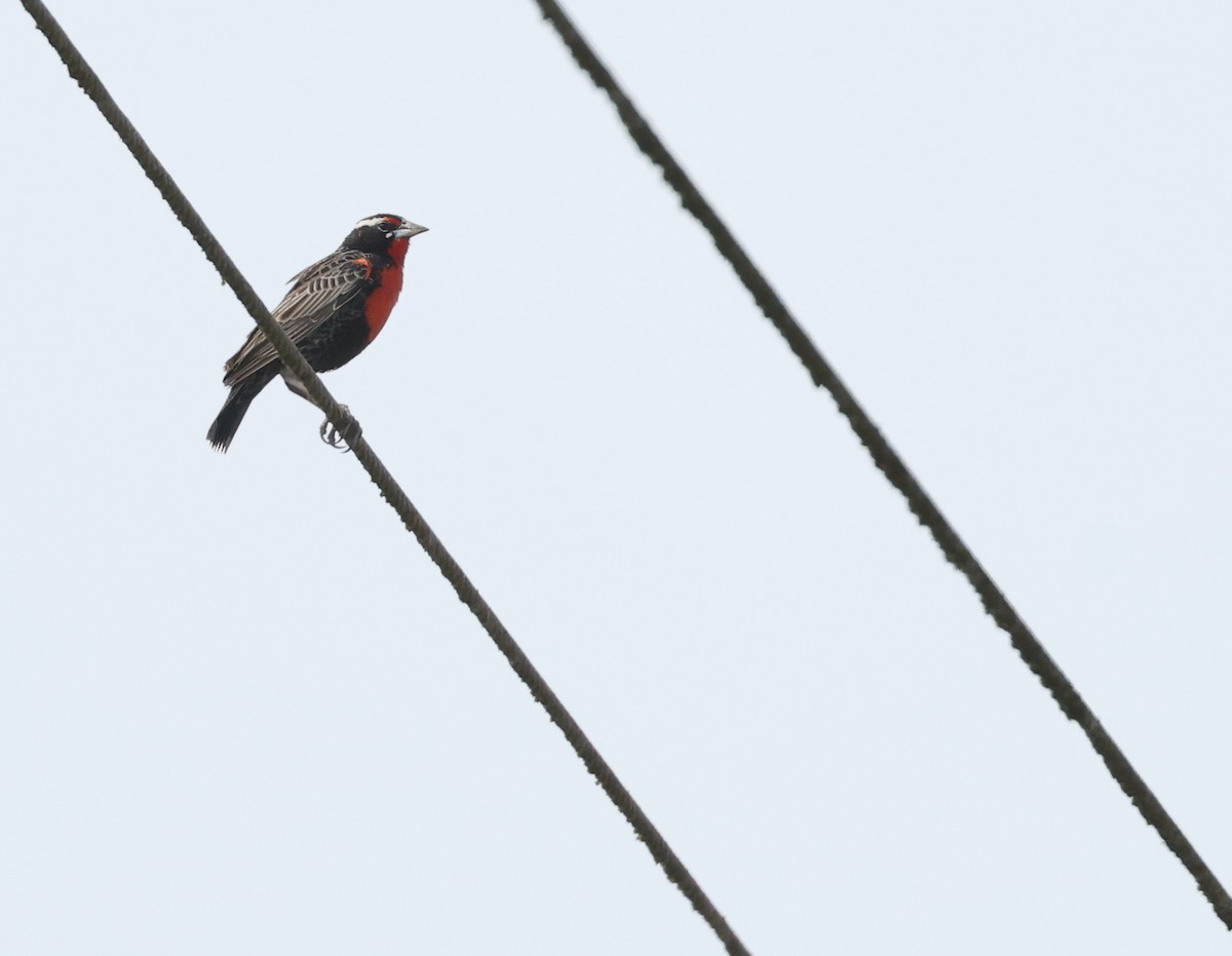 Шпаркос короткохвостий - ML644861268