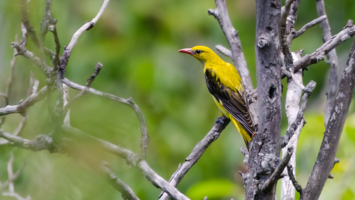 Oropéndola Europea - ML644861274