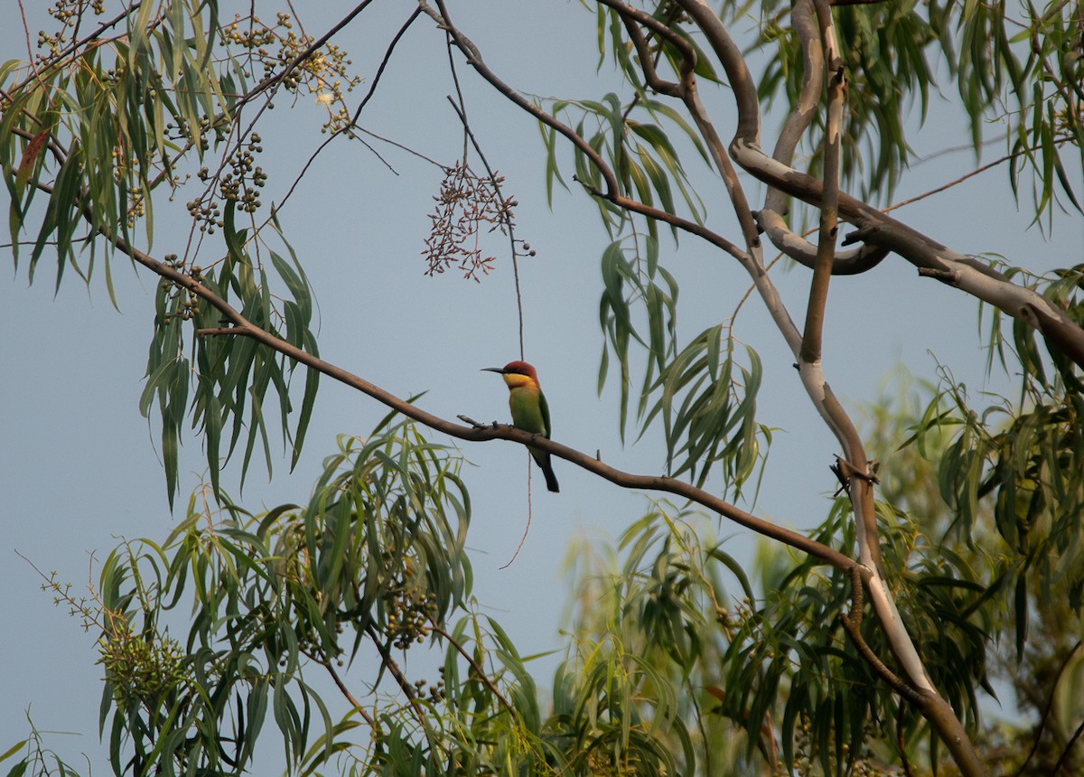 チャガシラハチクイ - ML644861276