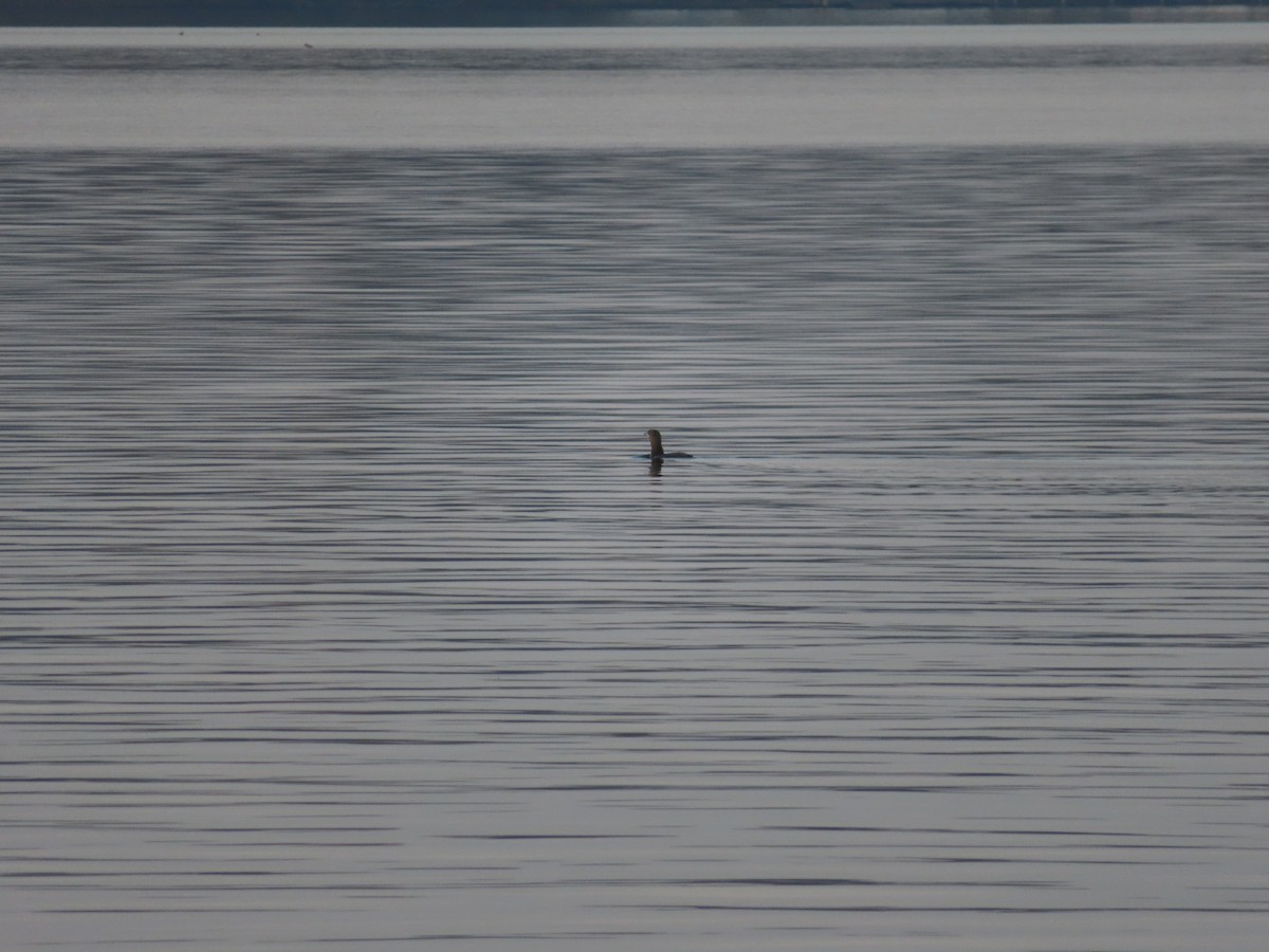 Arctic Loon - ML644861277