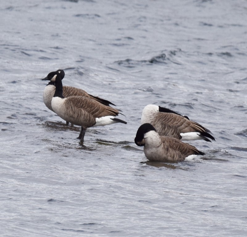 Canada Goose - ML644861301