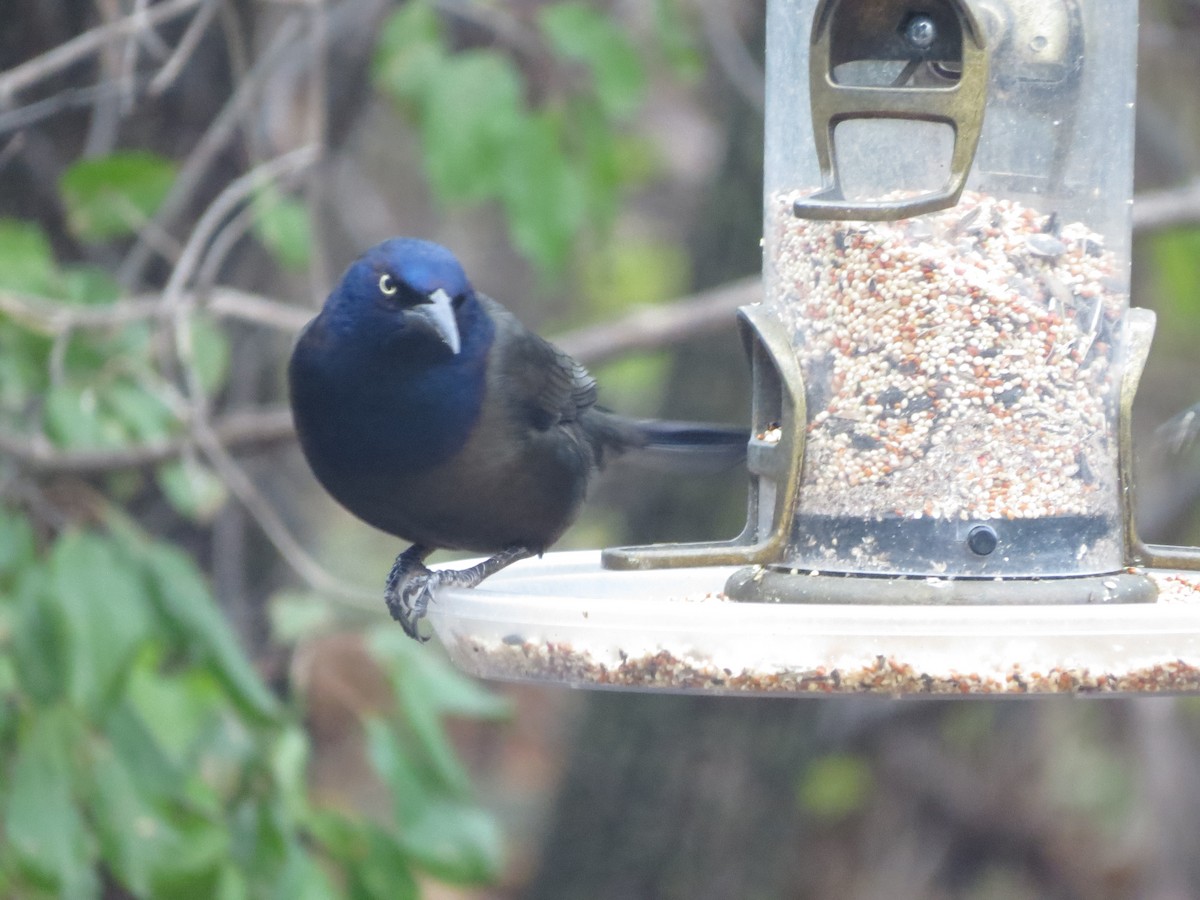 Purpurgrackel - ML644861306