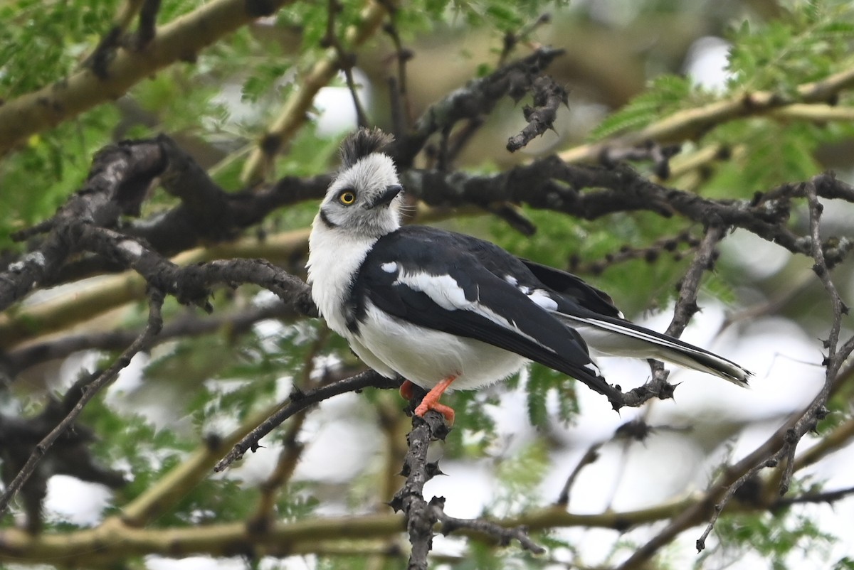 Gray-crested Helmetshrike - ML644861311