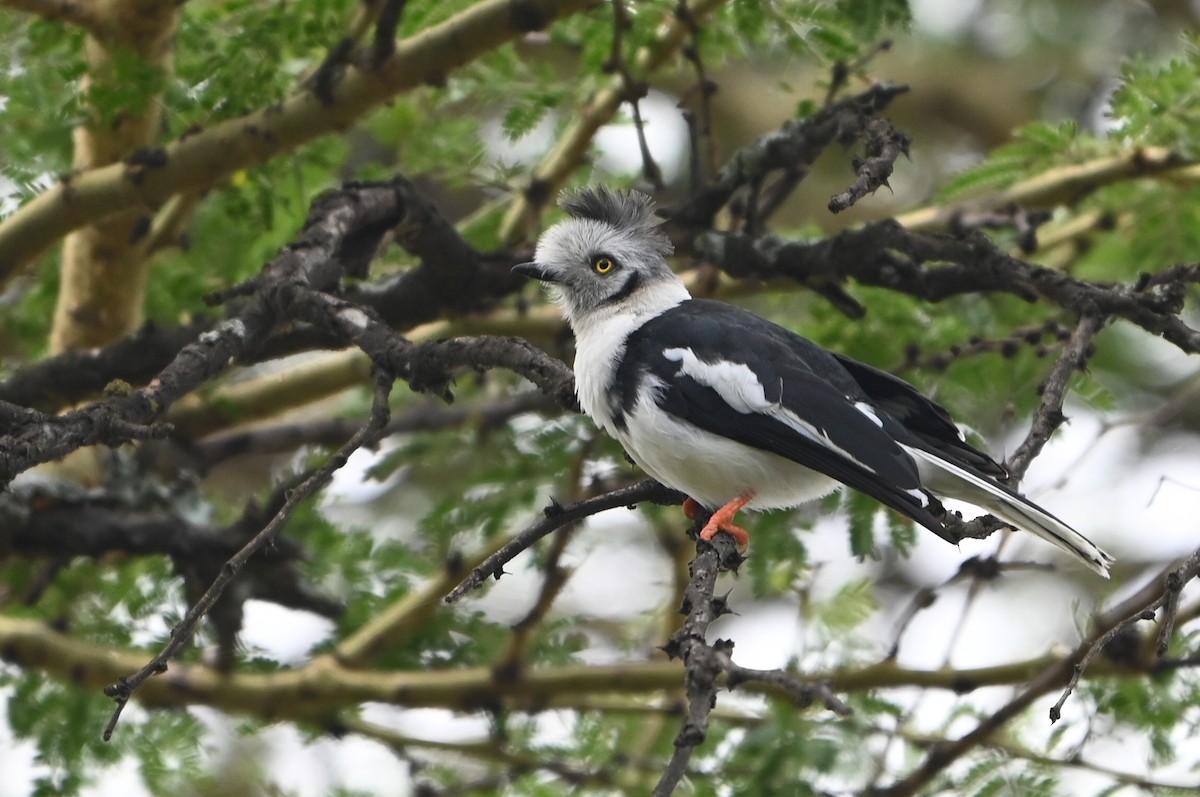 Gray-crested Helmetshrike - ML644861312