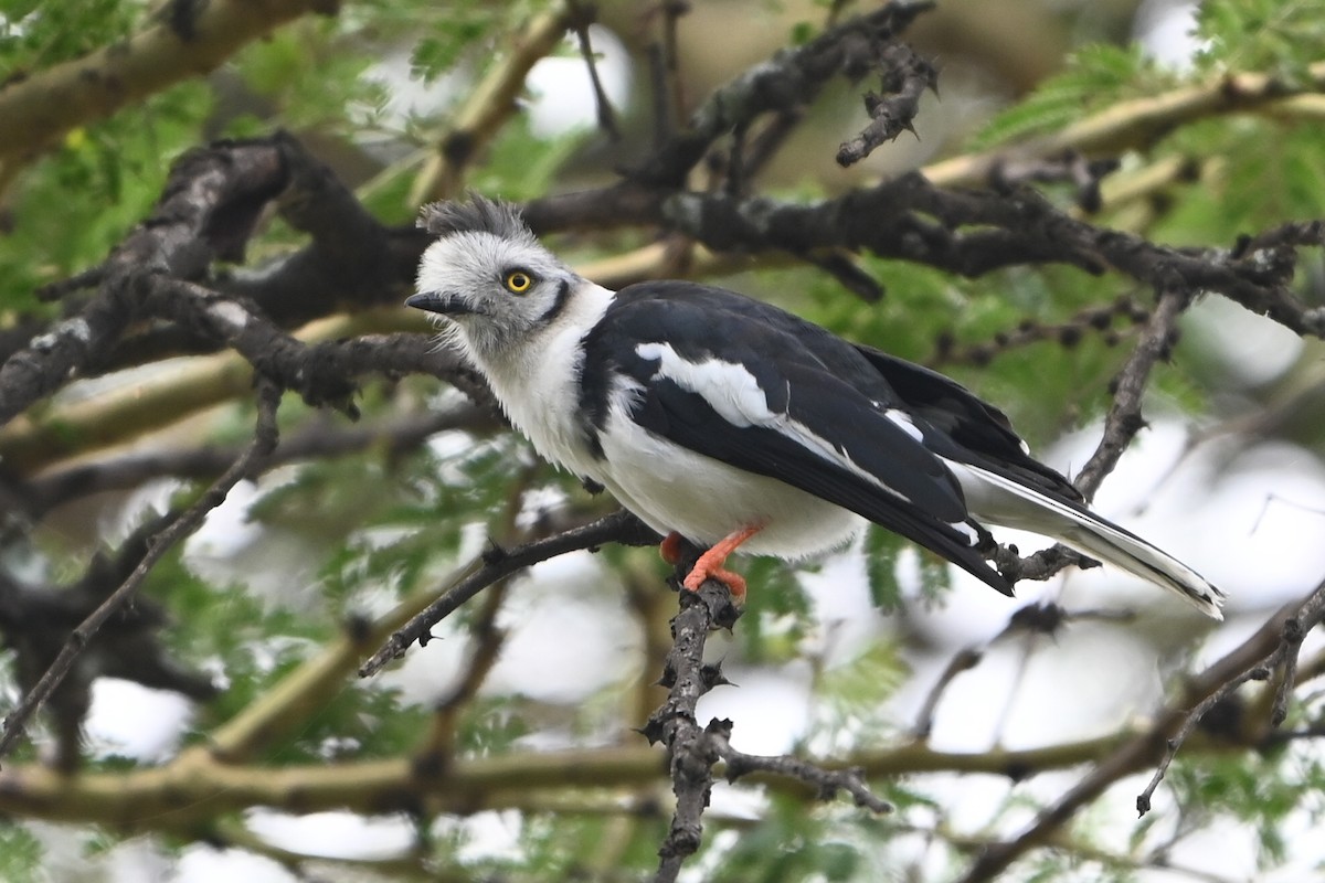 Gray-crested Helmetshrike - ML644861313