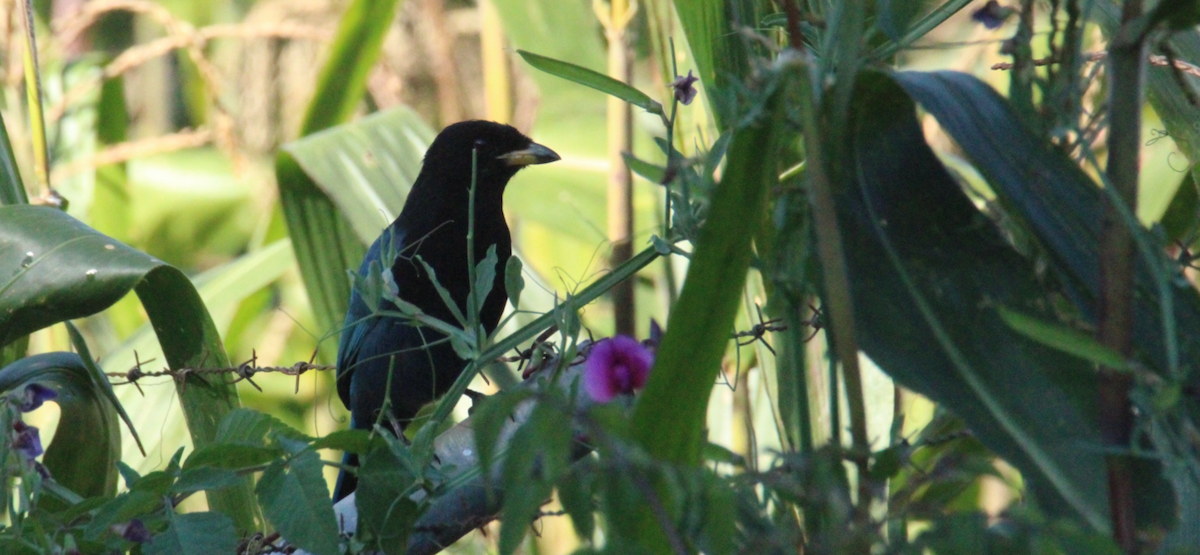 Bushy-crested Jay - ML644861318