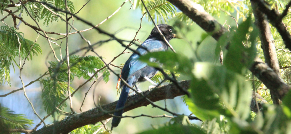 Bushy-crested Jay - ML644861320