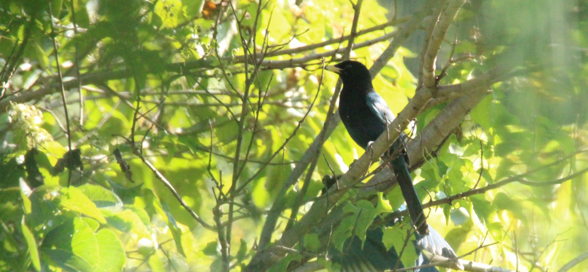 Bushy-crested Jay - ML644861321