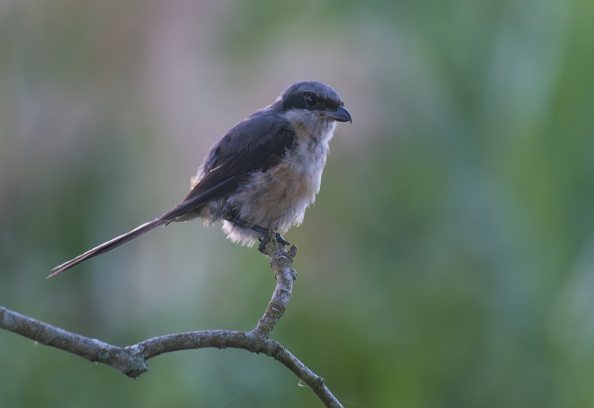 Tibetwürger - ML644861327