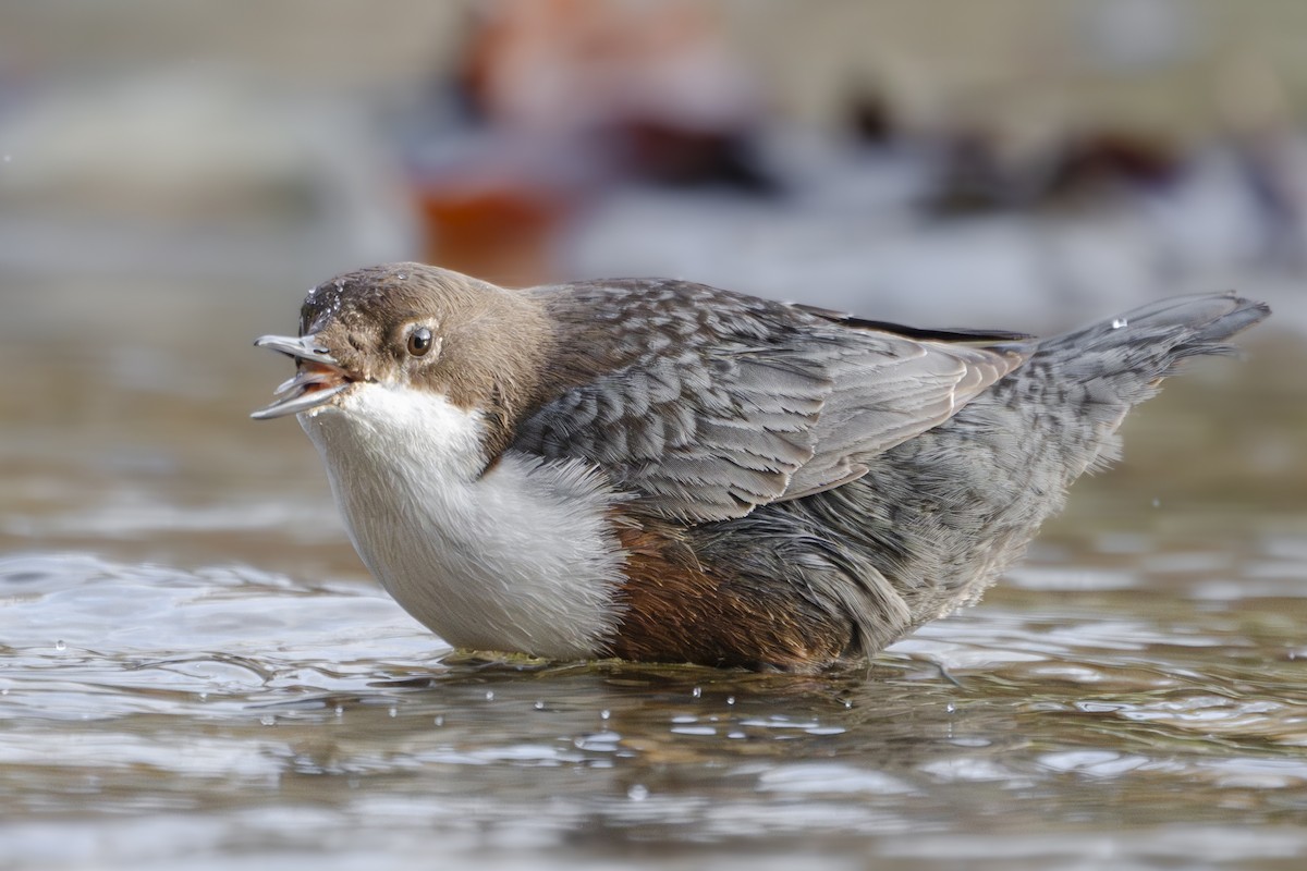 skorec vodní - ML644861334