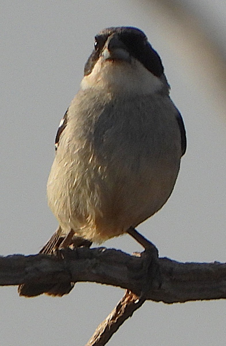 White-banded Tanager - ML644861349
