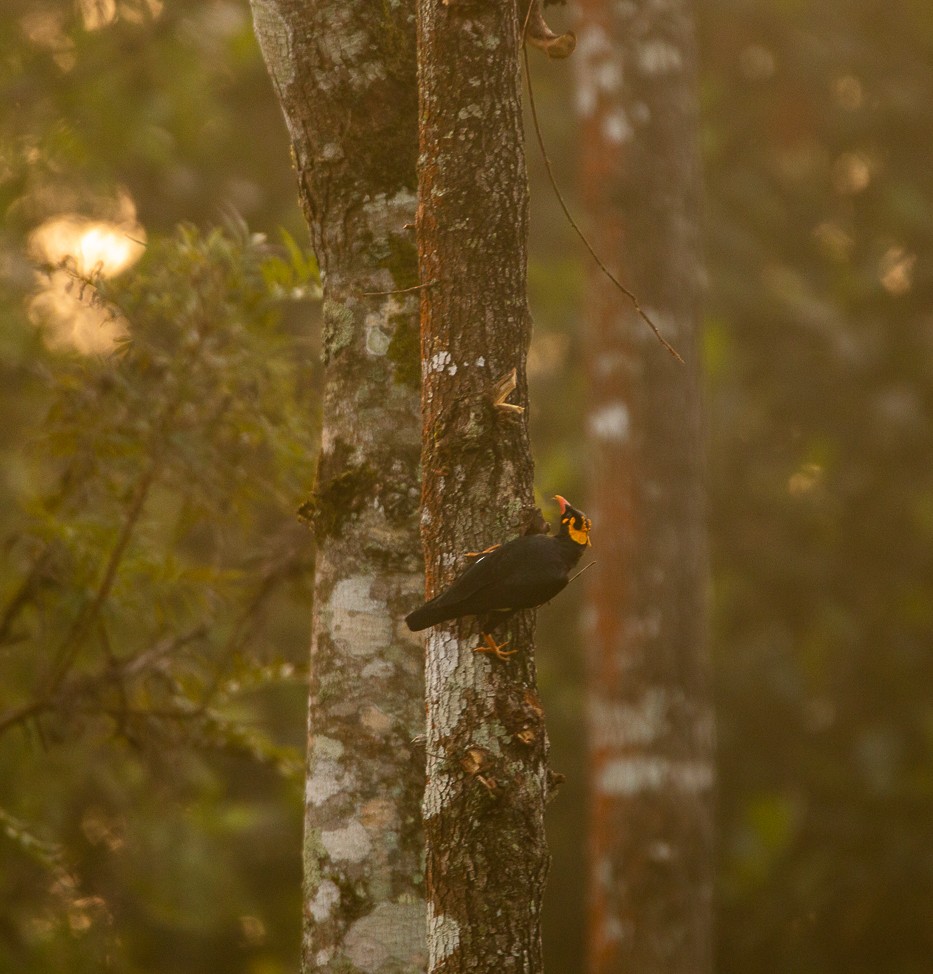 Индийская майна - ML644861358