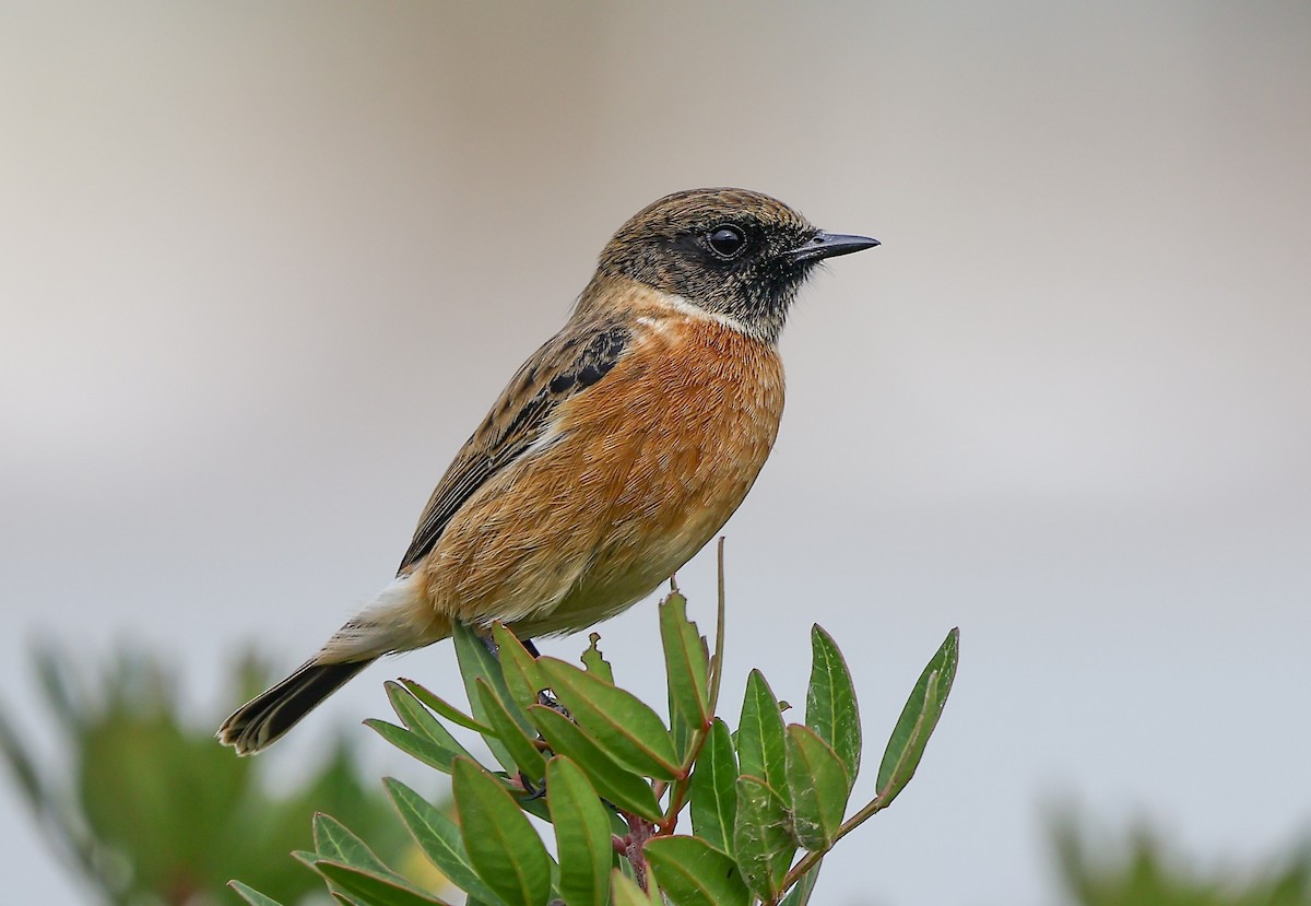 European Stonechat - ML644861365