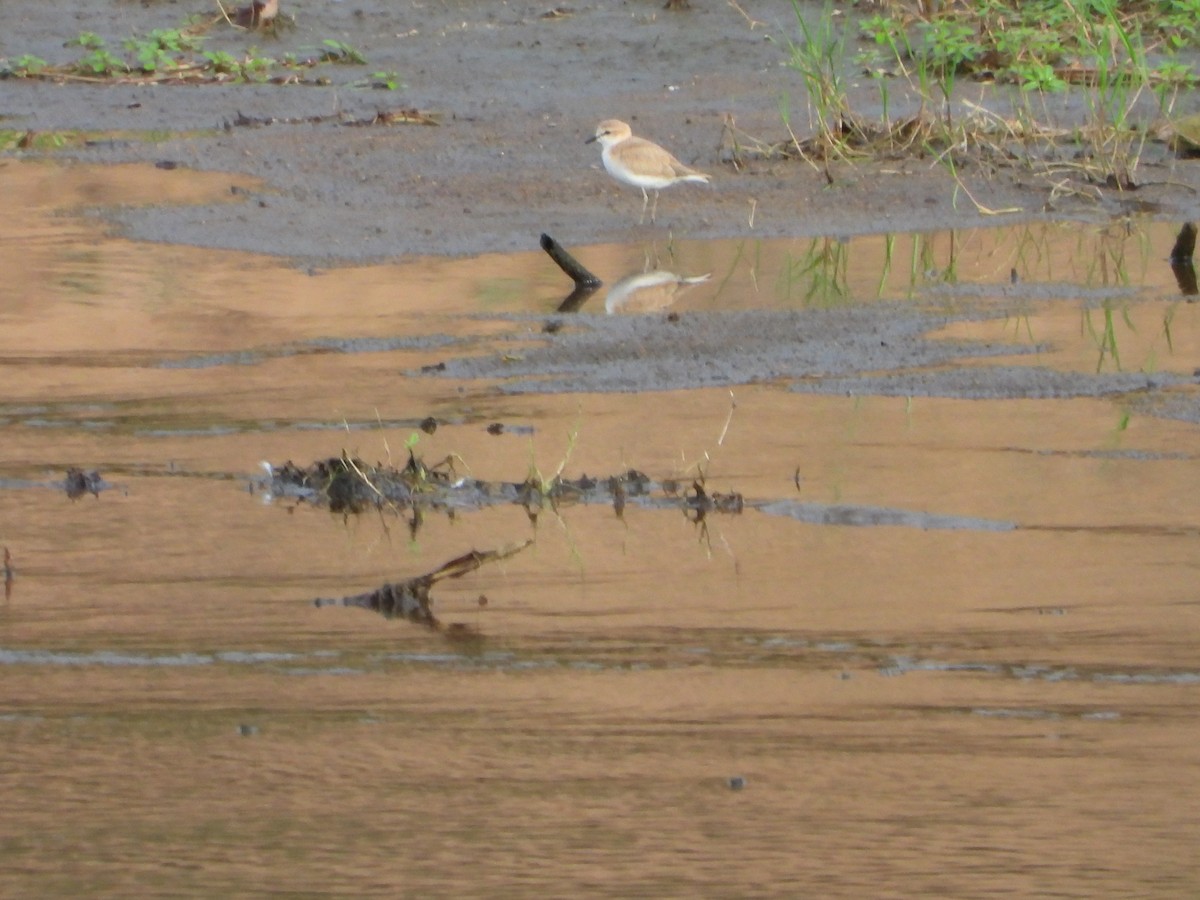 White-fronted Plover - ML644861376