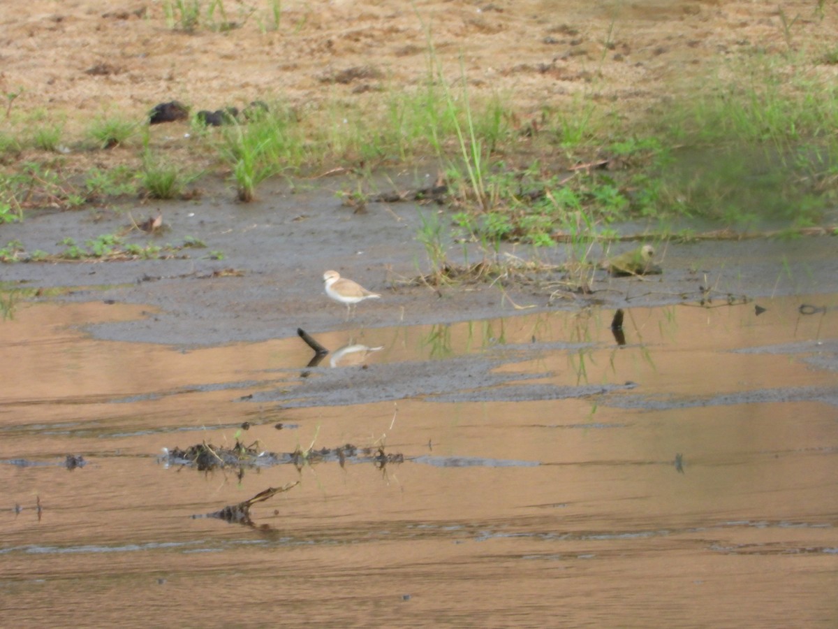 White-fronted Plover - ML644861383