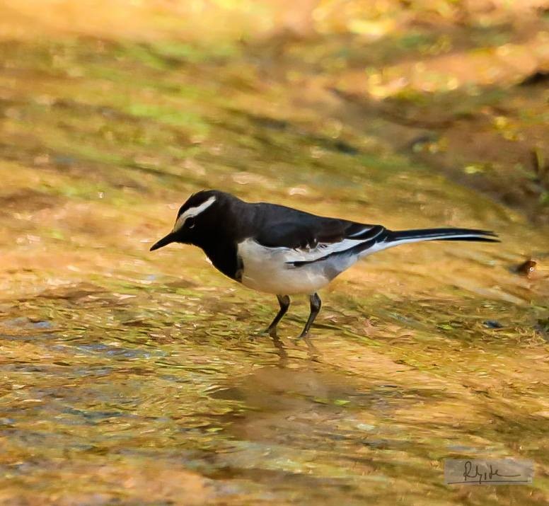 White-browed Wagtail - ML644861401