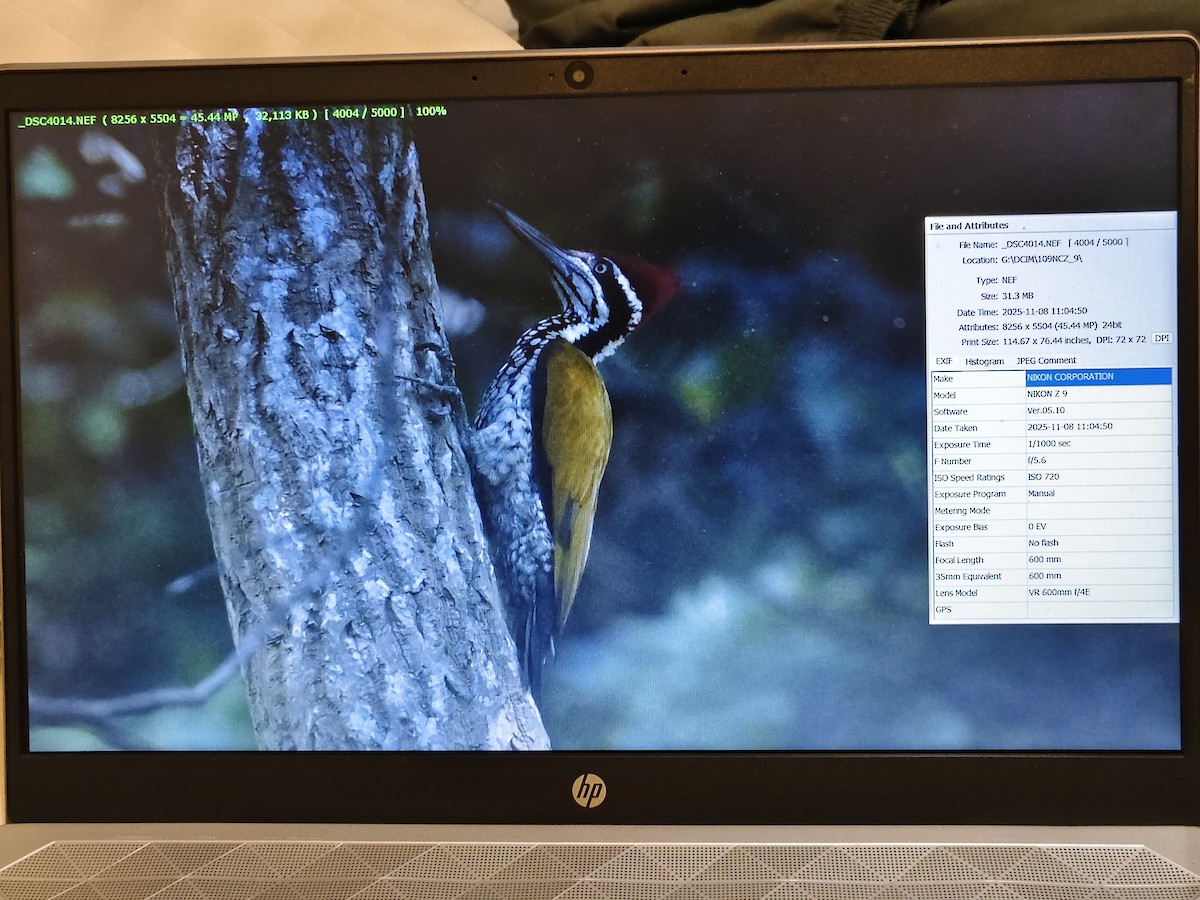 Greater Flameback - ML644861413