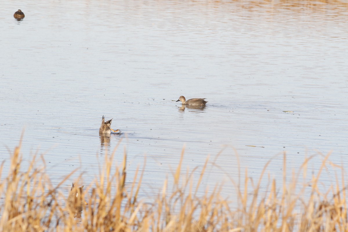 Gadwall - ML644861420