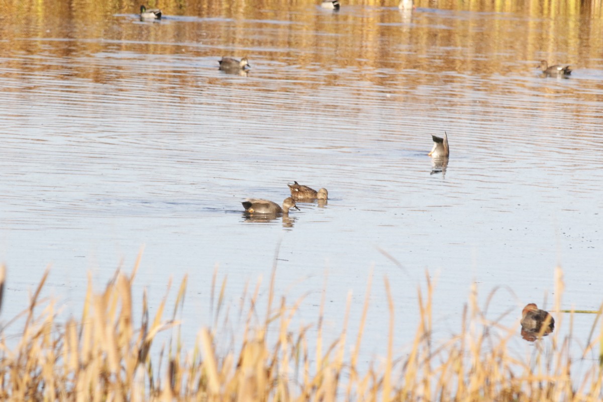 Gadwall - ML644861421