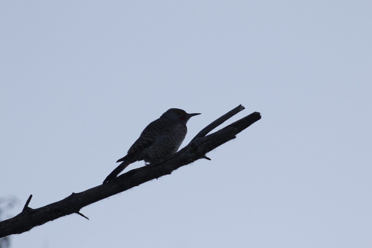 Northern Flicker (Red-shafted) - ML644861440