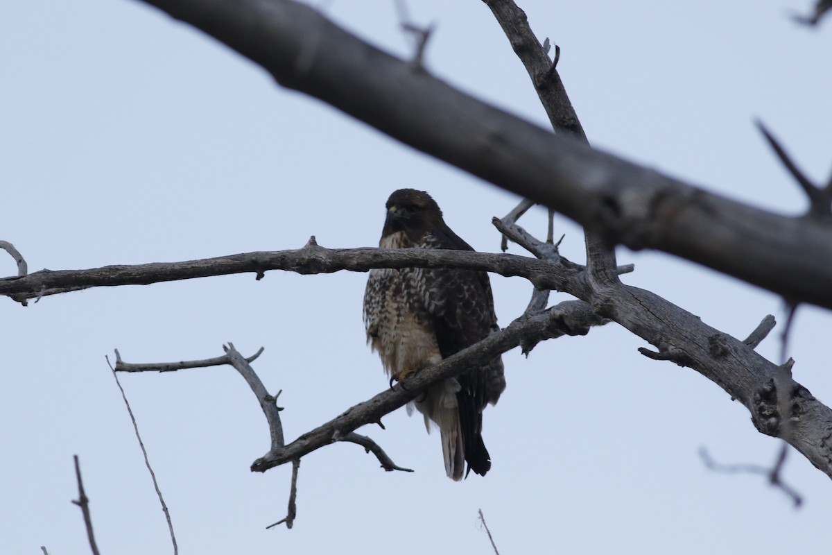 Red-tailed Hawk (calurus/alascensis) - ML644861441