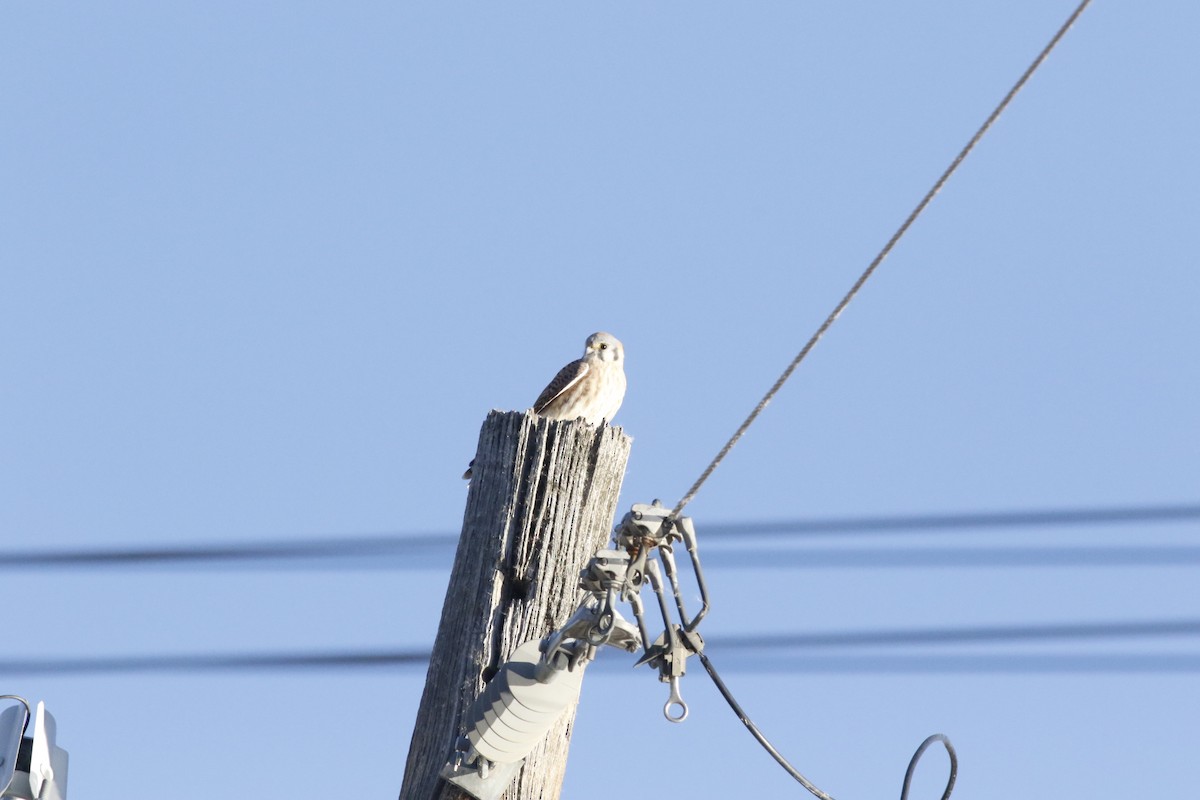 American Kestrel - ML644861447