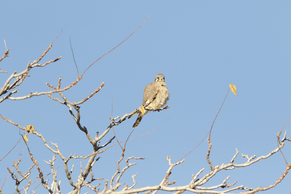 American Kestrel - ML644861448